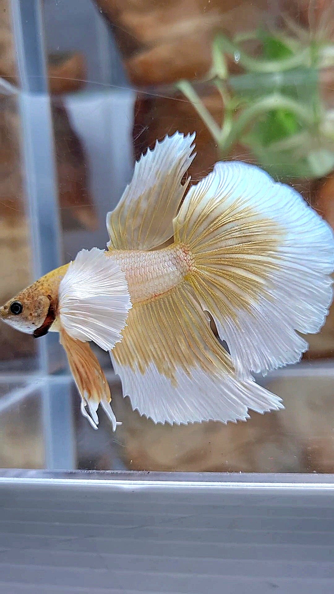 HALFMOON DUMBO EAR GOLD BUTTERFLY BETTA FISH