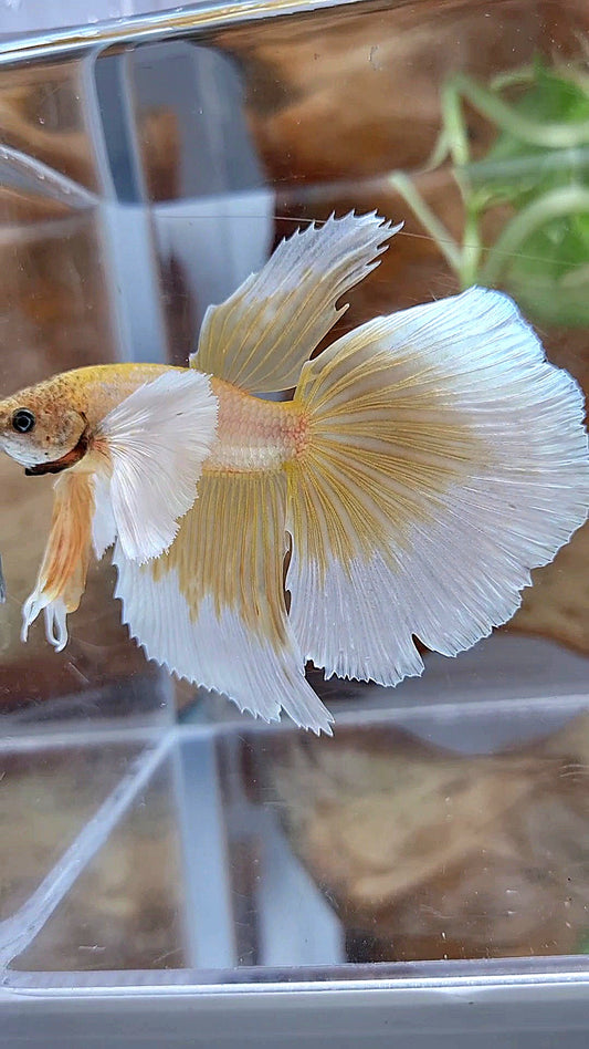 HALFMOON DUMBO EAR GOLD BUTTERFLY BETTA FISH