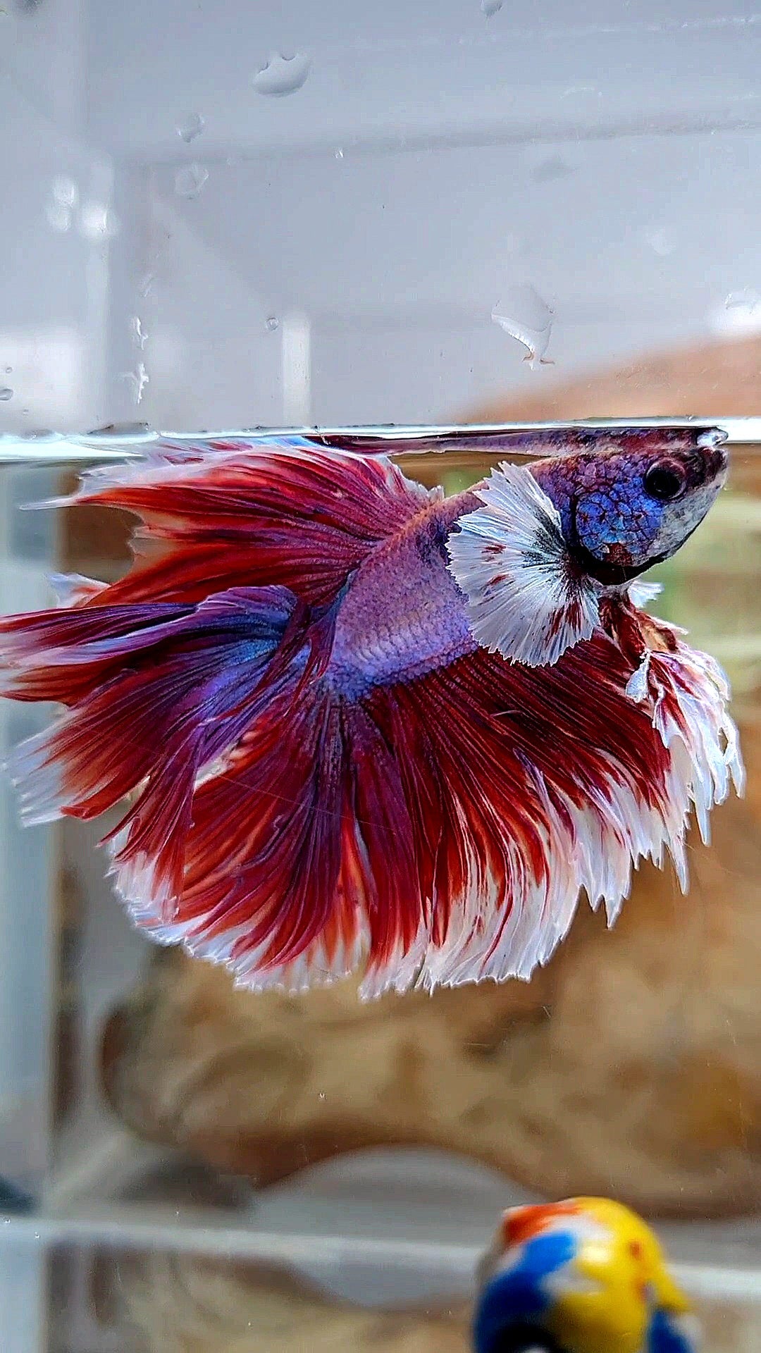 XL HALFMOON DOUBLE TAIL DUMBO EAR ROSETAIL RED PURPLE MAGENTA BETTA FISH