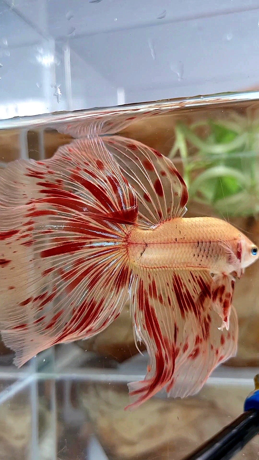 LUXURY XL HALFMOON OVERTAIL ROSETAIL SUPER ARMAGEDDON FIRE BETTA FISH