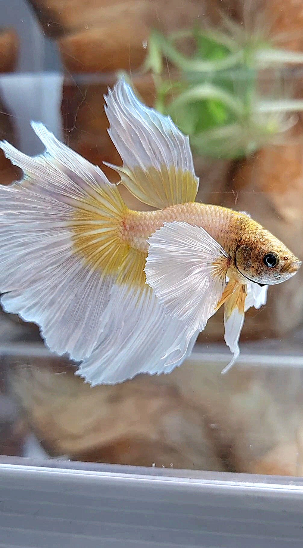 HALFMOON SUPER DUMBO EAR GOLDEN BUTTERFLY BETTA FISH