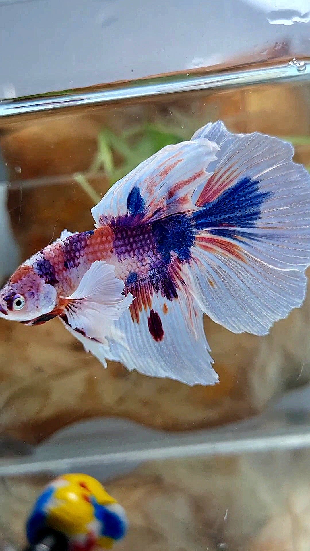 HALFMOON DUMBO EAR PURPLE CANDY MULTICOLOR BETTA FISH
