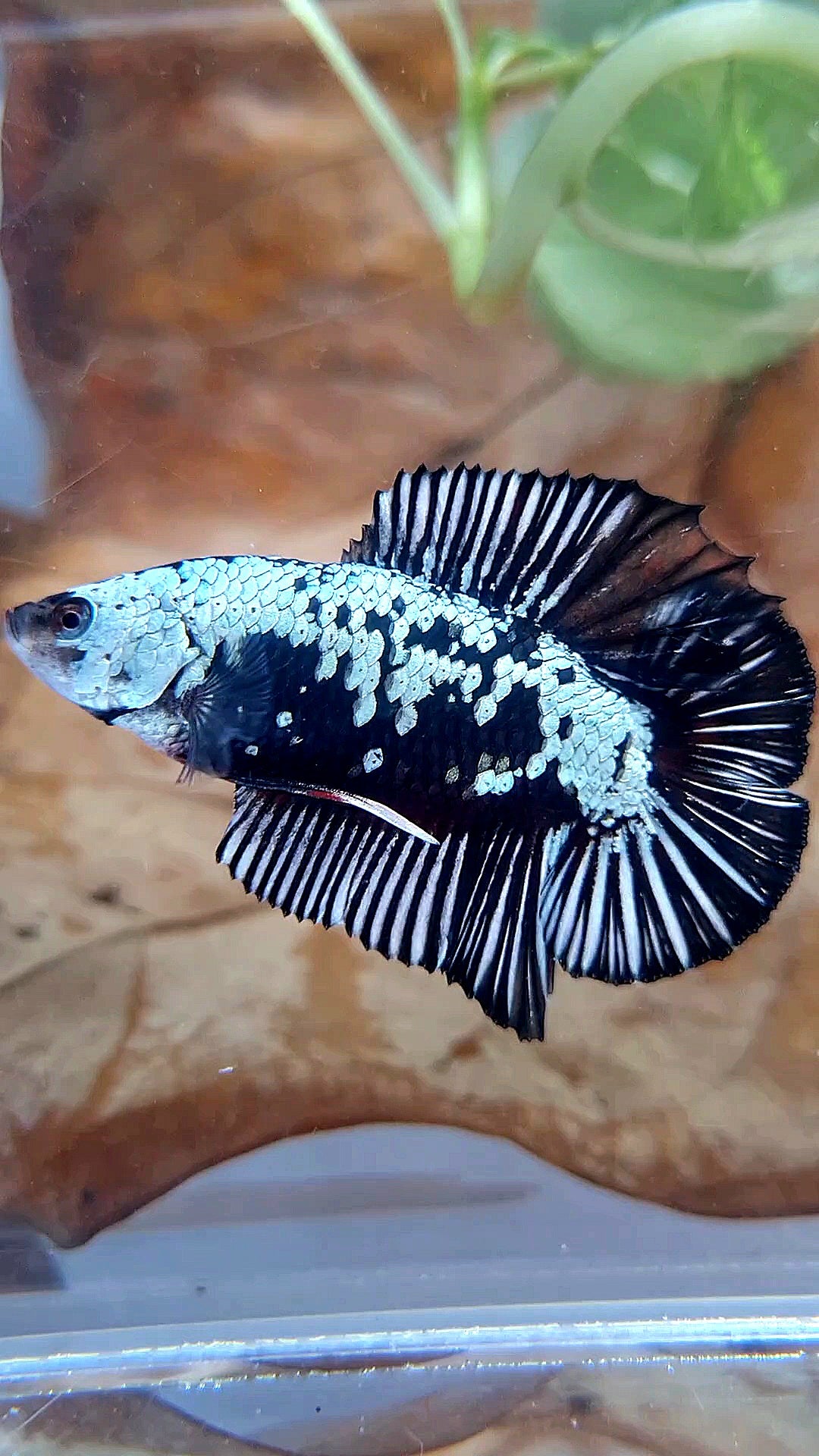 PLAKAT DOUBLE TAIL BLACK SAMURAI SNOW COPPER BETTA FISH