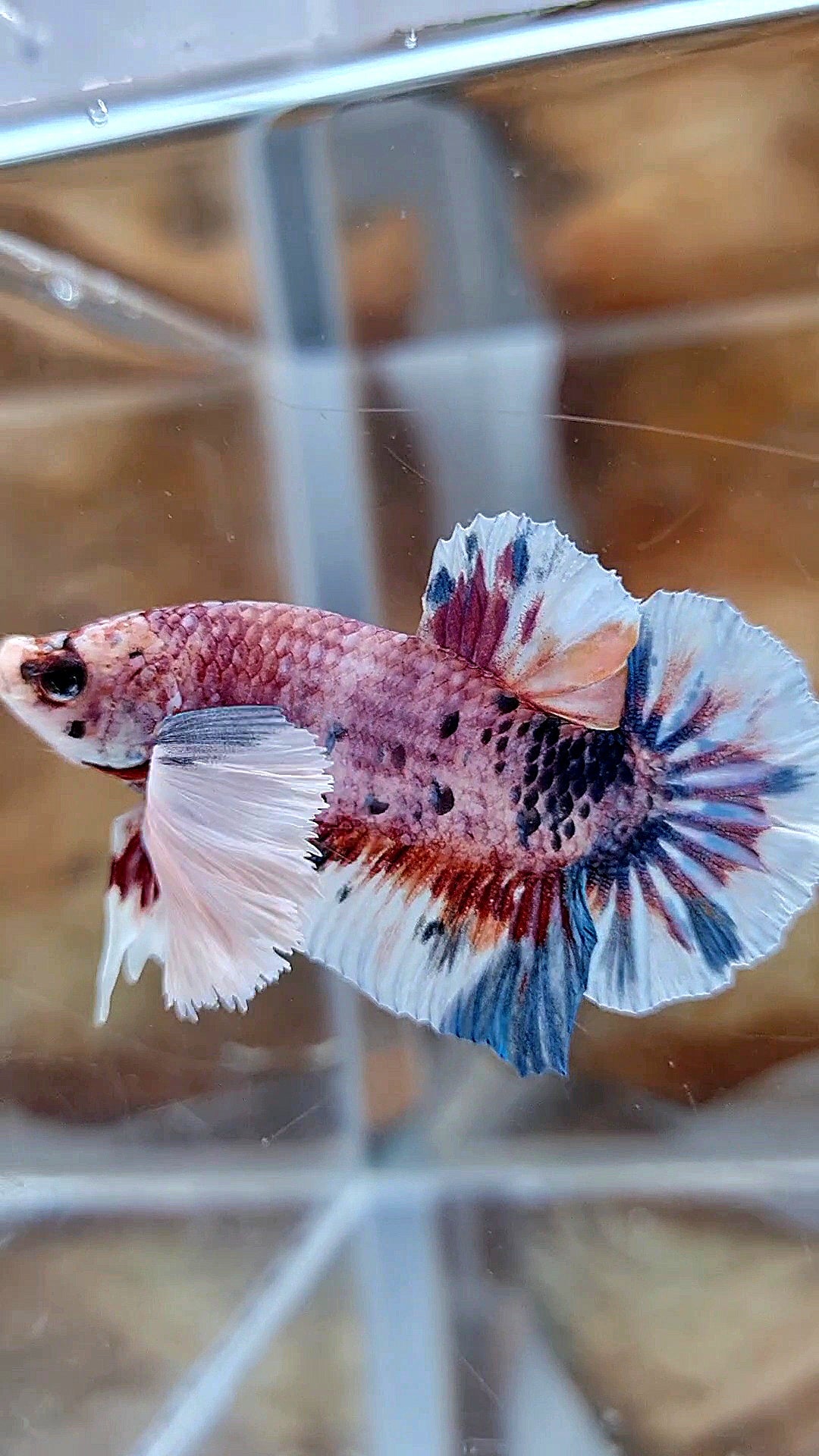 PLAKAT SUPER DUMBO EAR CANDY METTALIC MULTICOLOR FISH