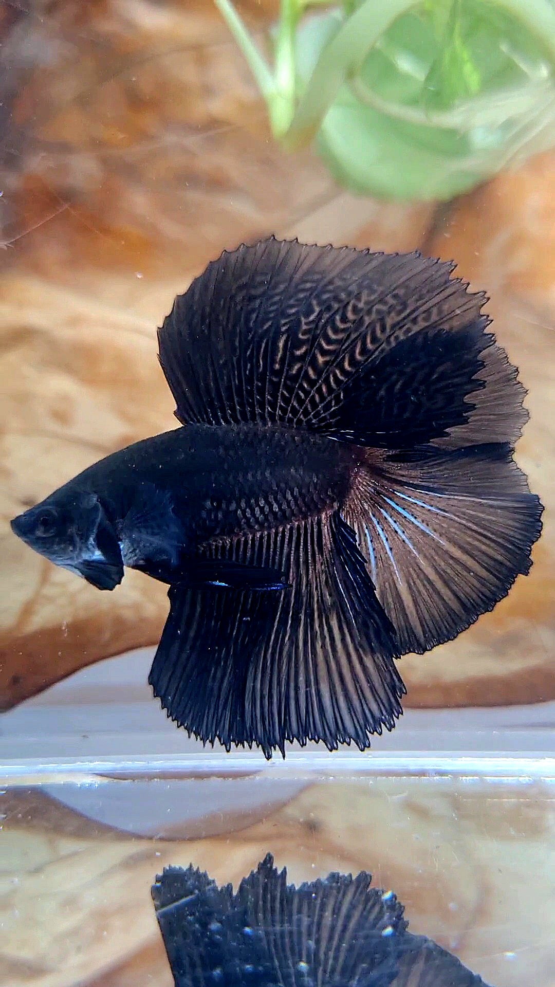 HALFMOON DOUBLE TAIL SUPER BLACK BETTA FISH