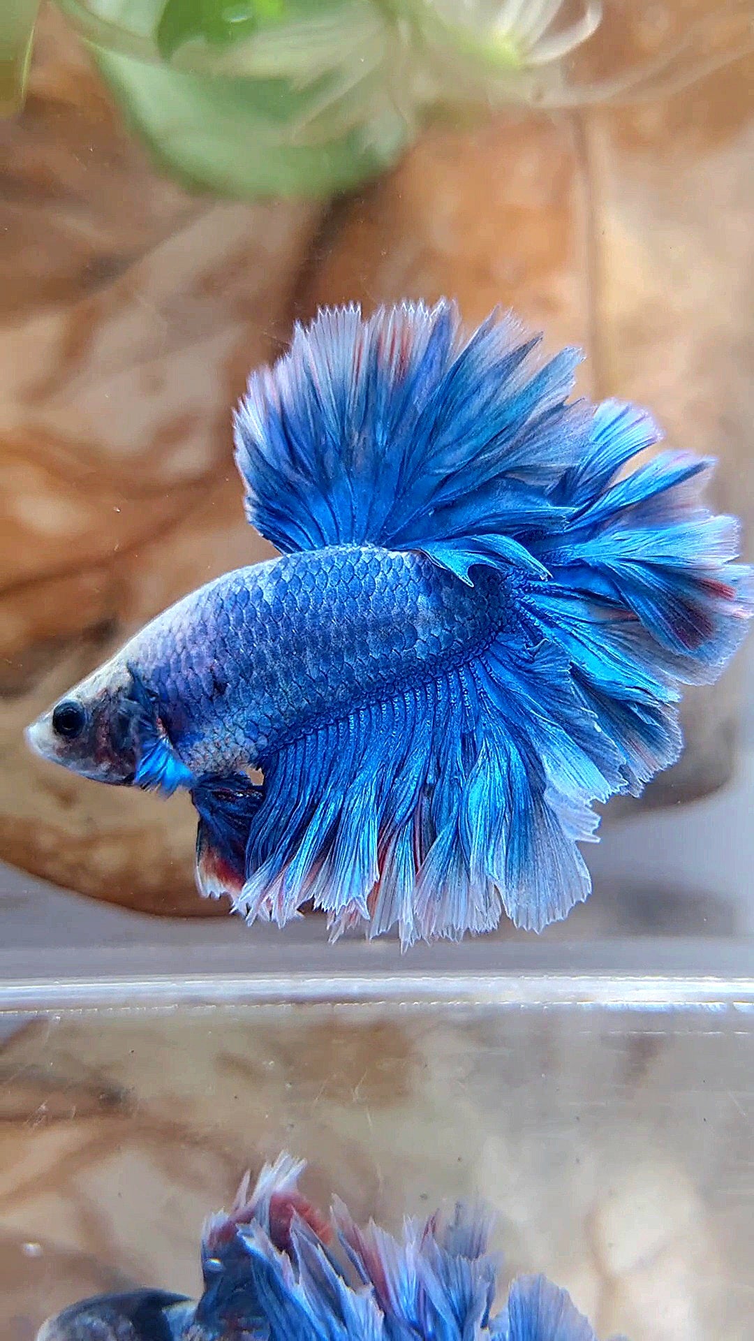 HALFMOON FEATHER TAIL BLUE BETTA FISH