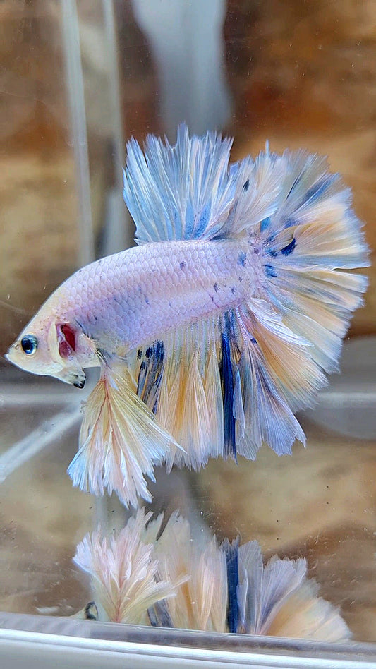 KING FEATHER TAIL HALFMOON WHITE YELLOW BLUE DOTS MARBLE PEACH BETTA FISH