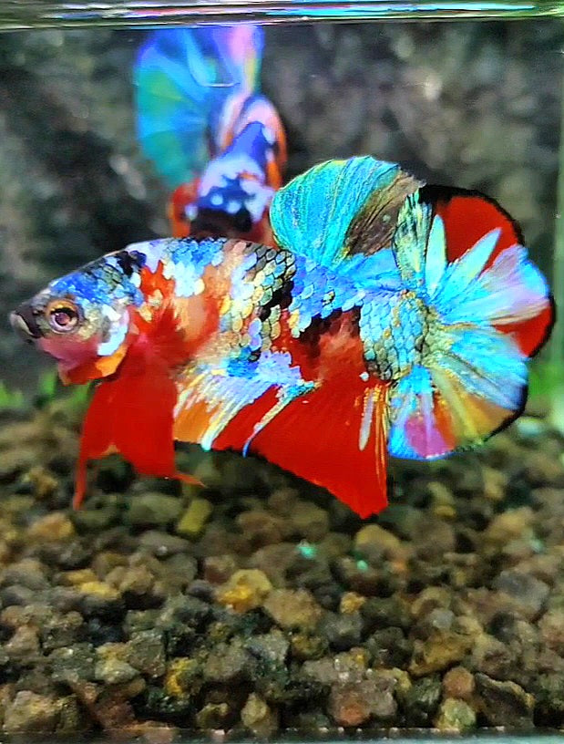 1 Pair LUXURY PLAKAT RAINBOW SUPER GALAXY MULTICOLOR BETTA FISH
