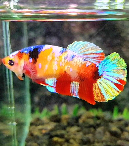 FEMALE PLAKAT GALAXY MULTICOLOR BETTA FISH