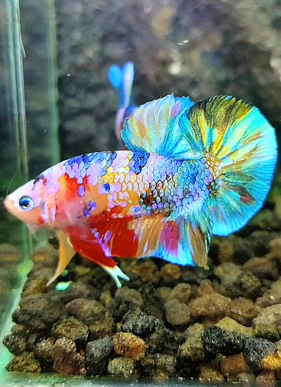 PLAKAT GALAXY RAINBOW MULTICOLOR BETTA FISH