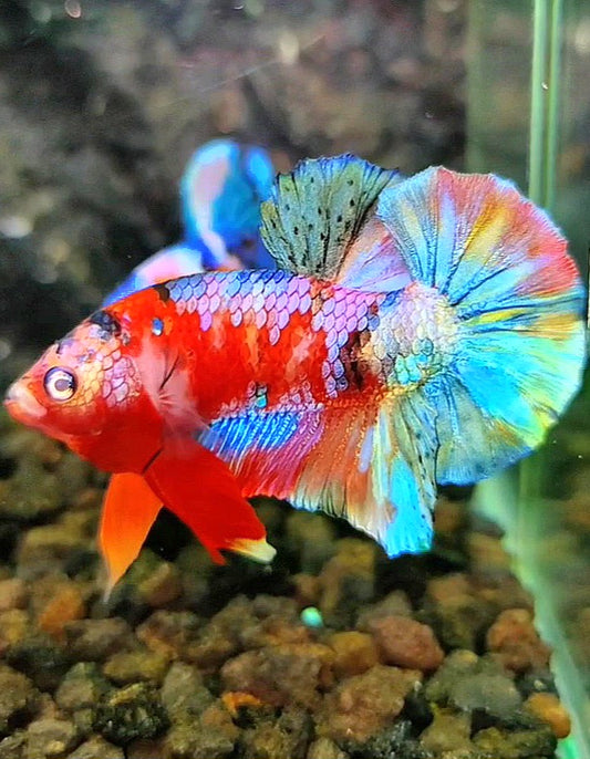 PLAKAT GALAXY RED PINK COPPER RAINBOW MULTICOLOR BETTA FISH