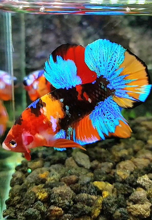 PLAKAT GALAXY BLACK MULTICOLOR BETTA FISH