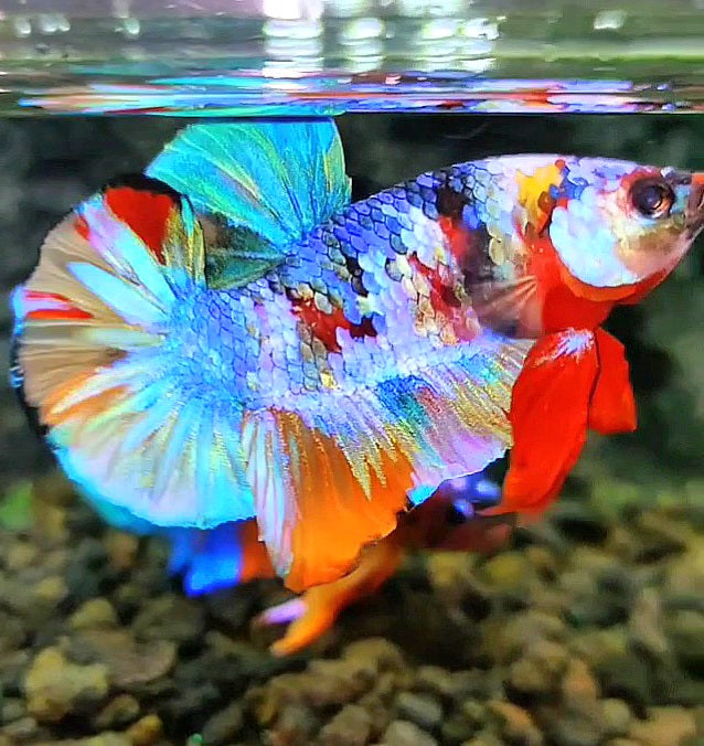 PLAKAT GALAXY RAINBOW MULTICOLOR BETTA FISH
