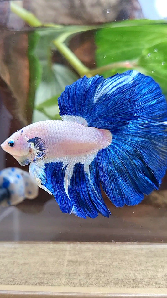 LUXURY HALFMOON ROSETAIL BLUE RIM BICOLOR PATTERN BETTA FISH