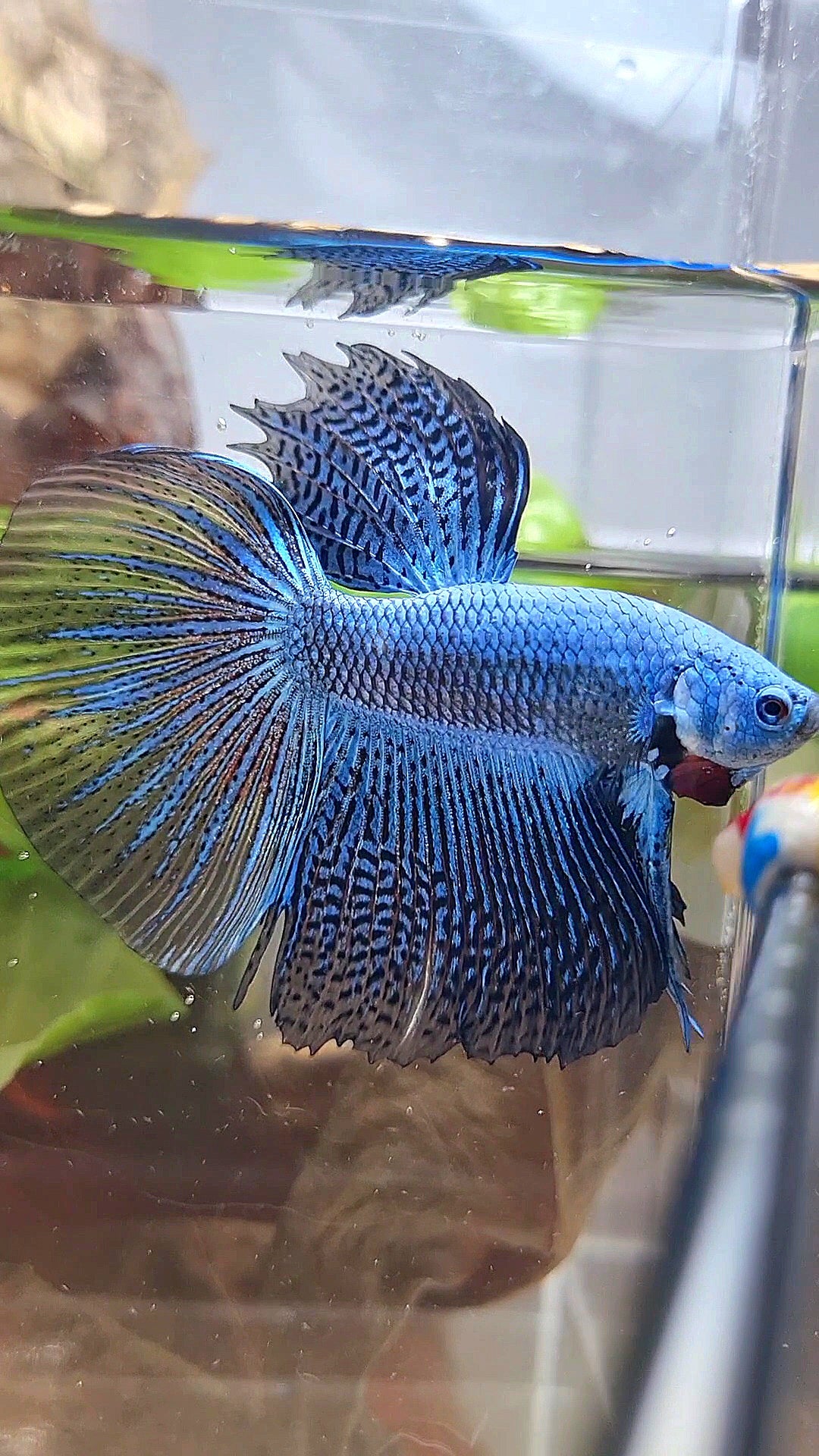 LUXURY HALFMOON ALIEN BLUE HYBRID WILD BETTA FISH