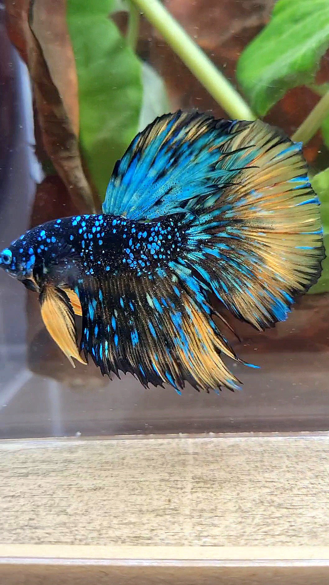 LUXURY HALFMOON STARDUST BLACK GALAXY BLUE AVATAR YELLOW THUNDER BETTA FISH