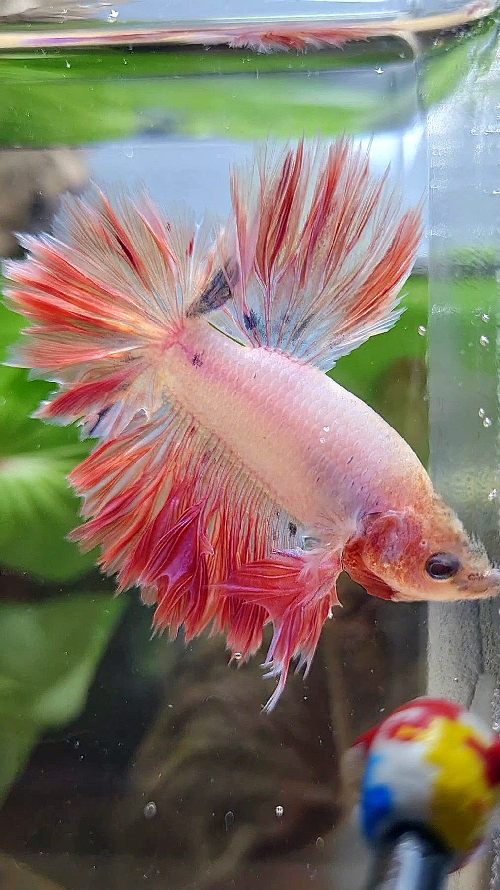 KING FEATHER TAIL HALFMOON PINK BETTA FISH