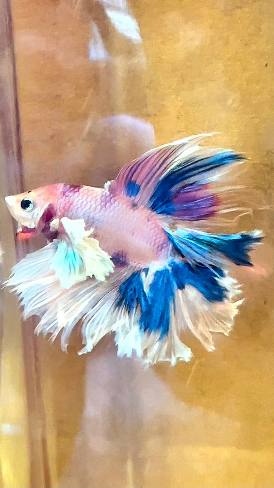 LUXURY HALFMOON DUMBO EAR DOUBLE TAIL CANDY MULTICOLOR RAINBOW BETTA FISH
