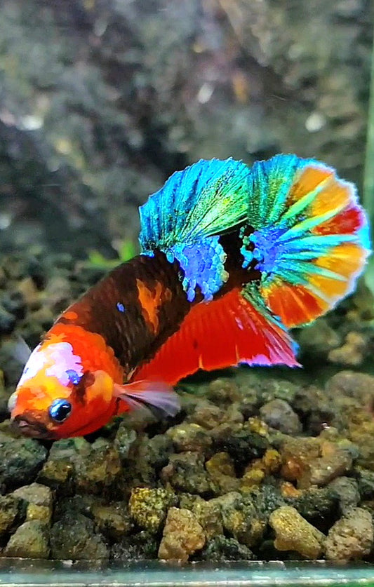 FEMALE PLAKAT GALAXY MULTICOLOR BETTA FISH