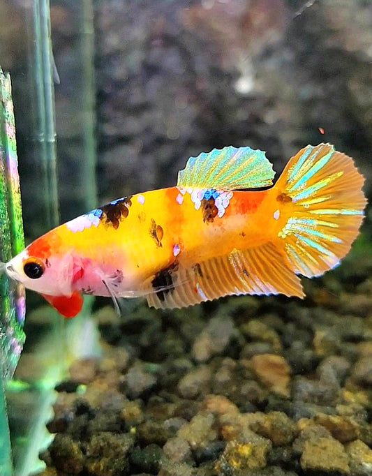 FEMALE PLAKAT YELLOW GALAXY MULTICOLOR BETTA FISH