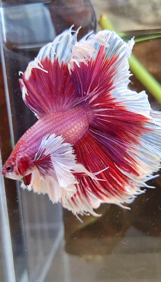 LUXURY XL HALFMOON SUPER DUMBO EAR ROSETAIL PURPLE PINK BUTTERFLY BETTA FISH