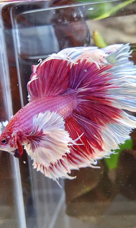 LUXURY XL HALFMOON SUPER DUMBO EAR ROSETAIL PURPLE PINK BUTTERFLY BETTA FISH