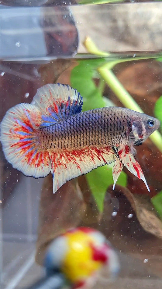 PLAKAT BLACK DARK VIOLET SUPER VANDA BETTA FISH