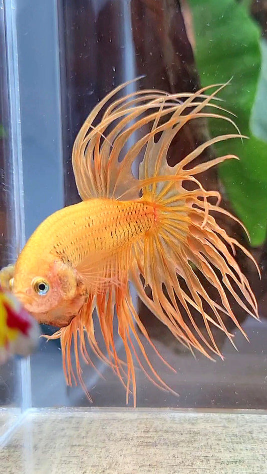 CROWNTAIL SUPER YELLOW BETTA FISH