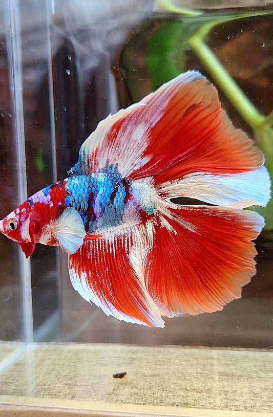 HALFMOON DOUBLE TAIL BARONGSAI RED WHITE GALAXY MULTICOLOR BETTA FISH