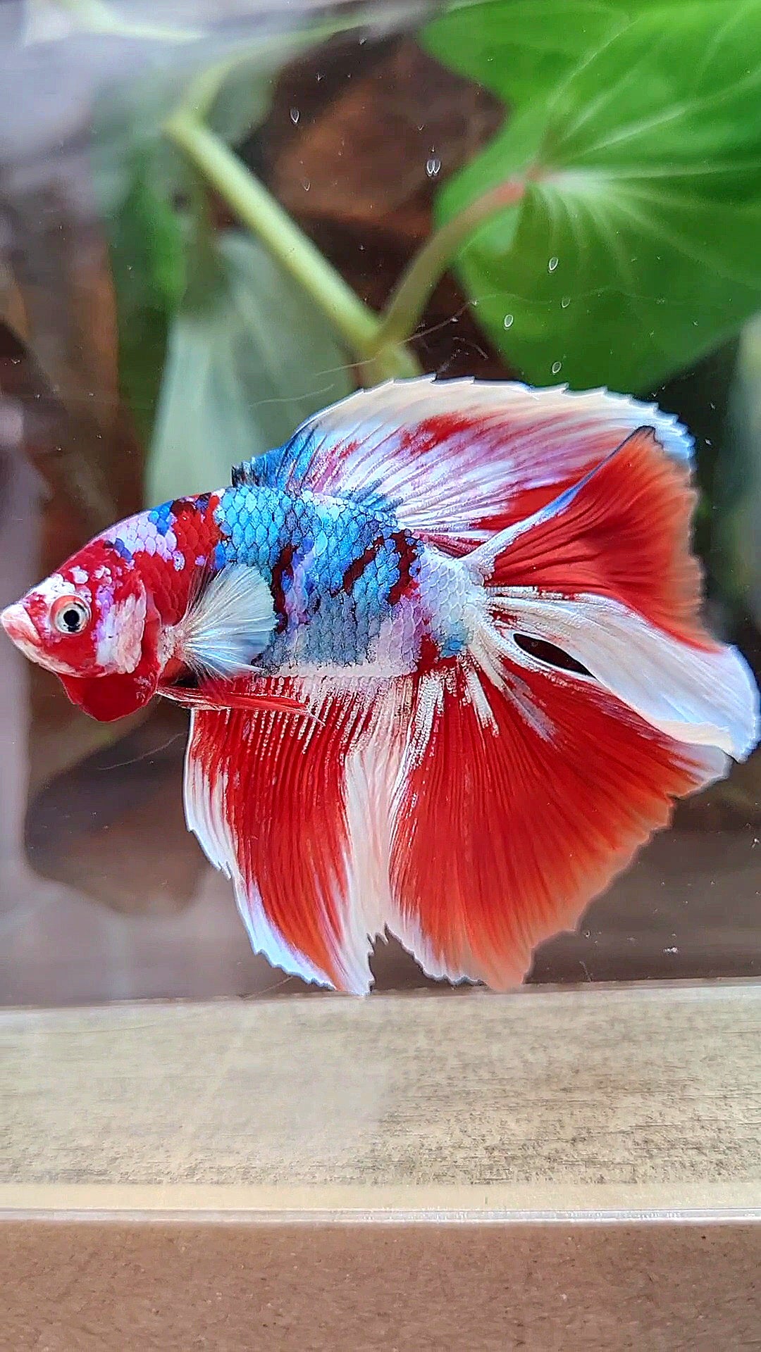 HALFMOON DOUBLE TAIL BARONGSAI RED WHITE GALAXY MULTICOLOR BETTA FISH