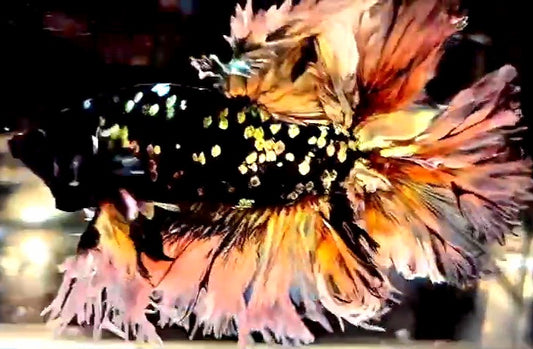 LUXURY KING FEATHER TAIL HALFMOON BLACK GALAXY COPPER GOLD AVATAR YELLOW BETTA FISH