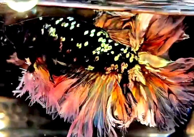 LUXURY KING FEATHER TAIL HALFMOON BLACK GALAXY COPPER GOLD AVATAR YELLOW BETTA FISH
