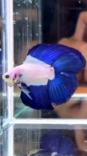 LUXURY HALFMOON DOUBLE TAIL BLUE RIM BICOLOR BETTA FISH