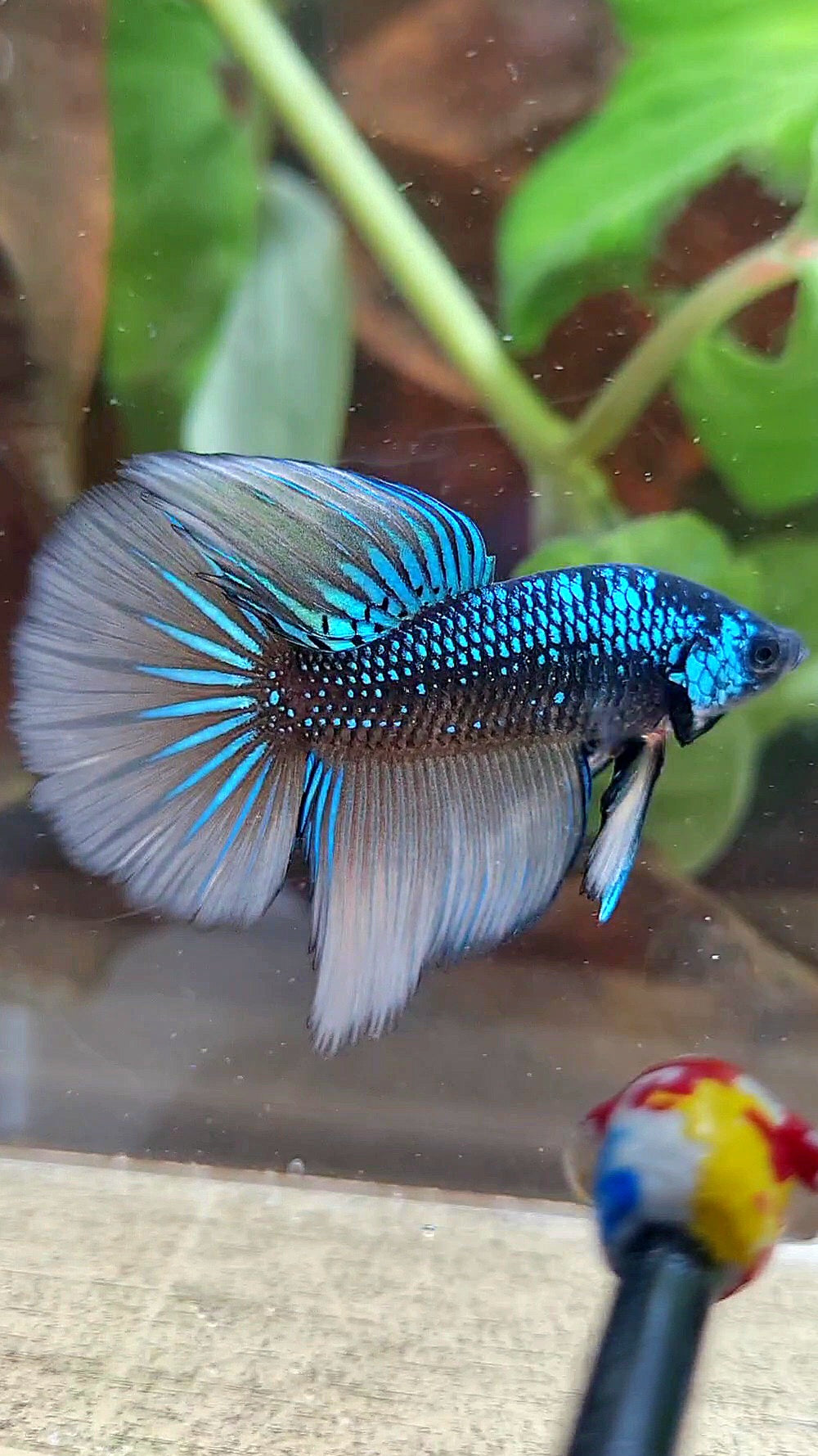 LUXURY HALFMOON IMBELIS YELLOW GREEN HYBRID WILD BETTA FISH