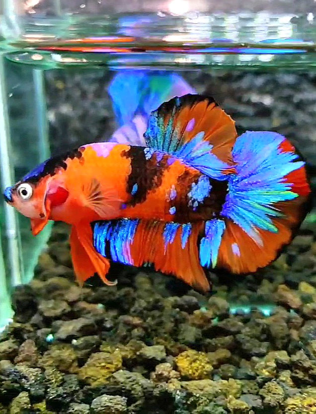 PLAKAT ORANGE BLACK GALAXY MULTICOLOR BETTA FISH