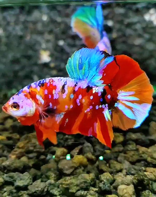 PLAKAT SUPER GALAXY MULTICOLOR BETTA FISH