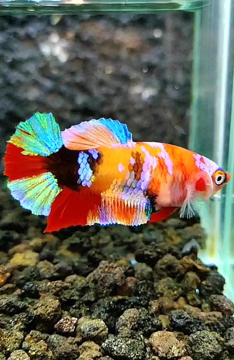 FEMALE PLAKAT RAINBOW GALAXY MULTICOLOR BETTA FISH