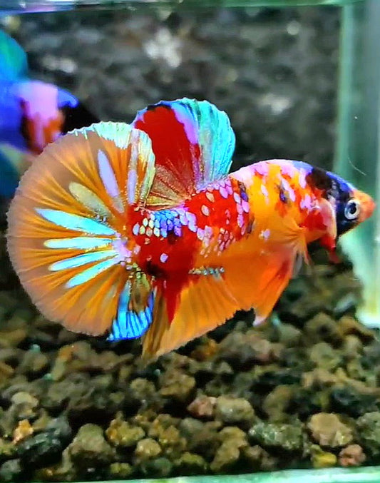 PLAKAT GALAXY MULTICOLOR BETTA FISH