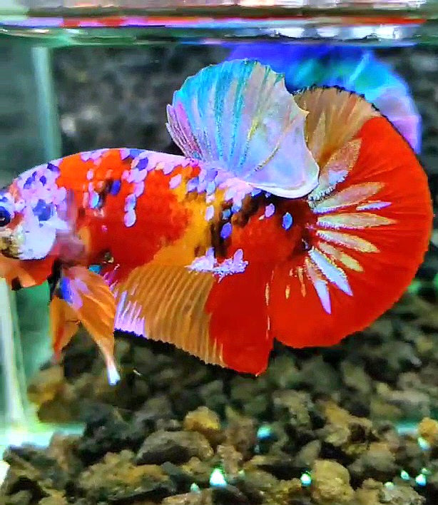 PLAKAT RED PATTERN GALAXY MULTICOLOR BETTA FISH