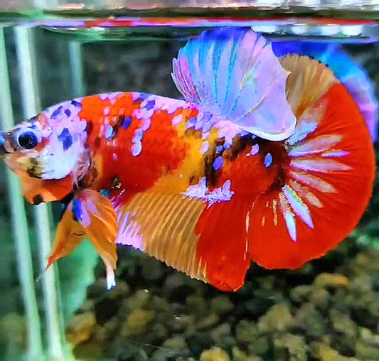 PLAKAT RED PATTERN GALAXY MULTICOLOR BETTA FISH