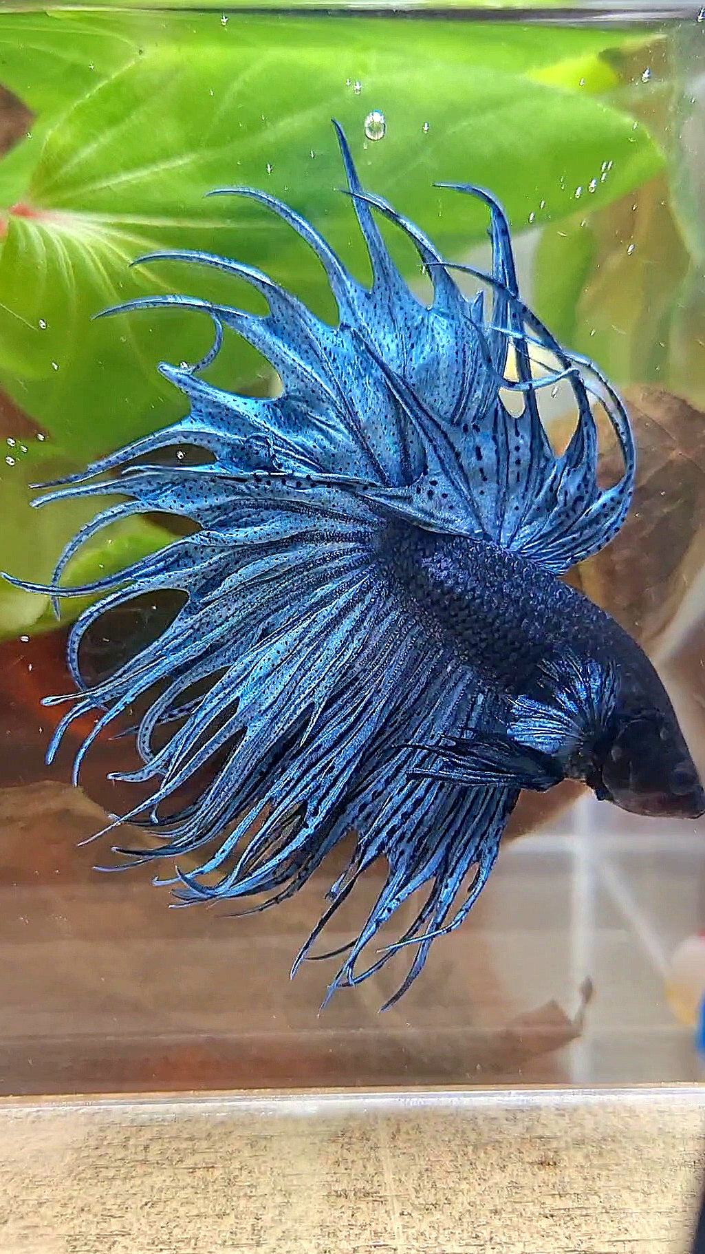 XL KING CROWNTAIL DARK BLUE BETTA FISH