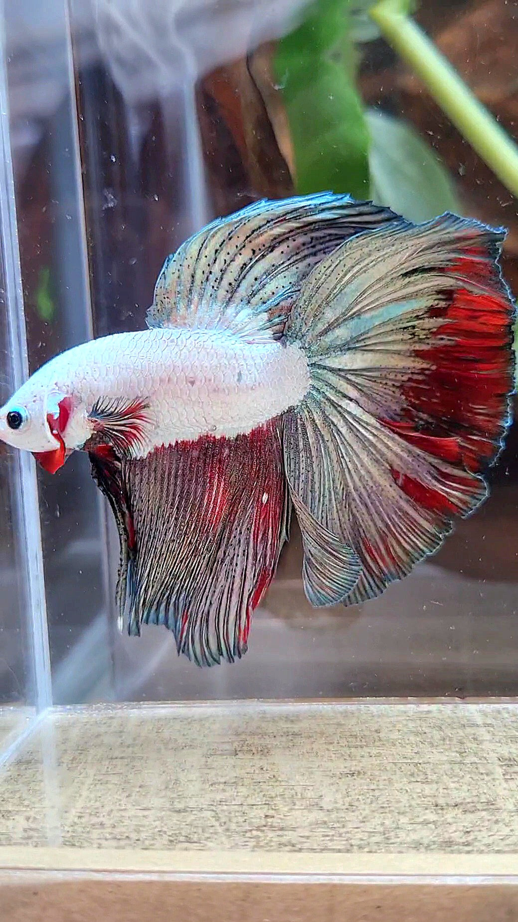 LUXURY HALFMOON ROSETAIL COPPER RED RIM FANCY BETTA FISH
