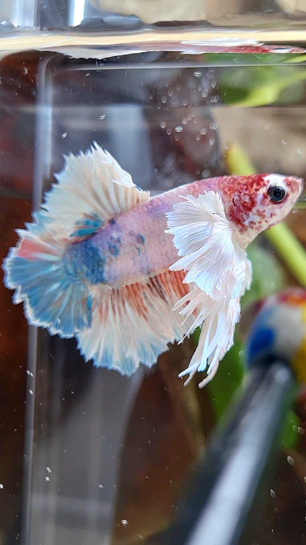 LUXURY KING PLAKAT ROSETAIL DUMBO ROSE EAR WHITE MULTICOLOR BETTA FISH