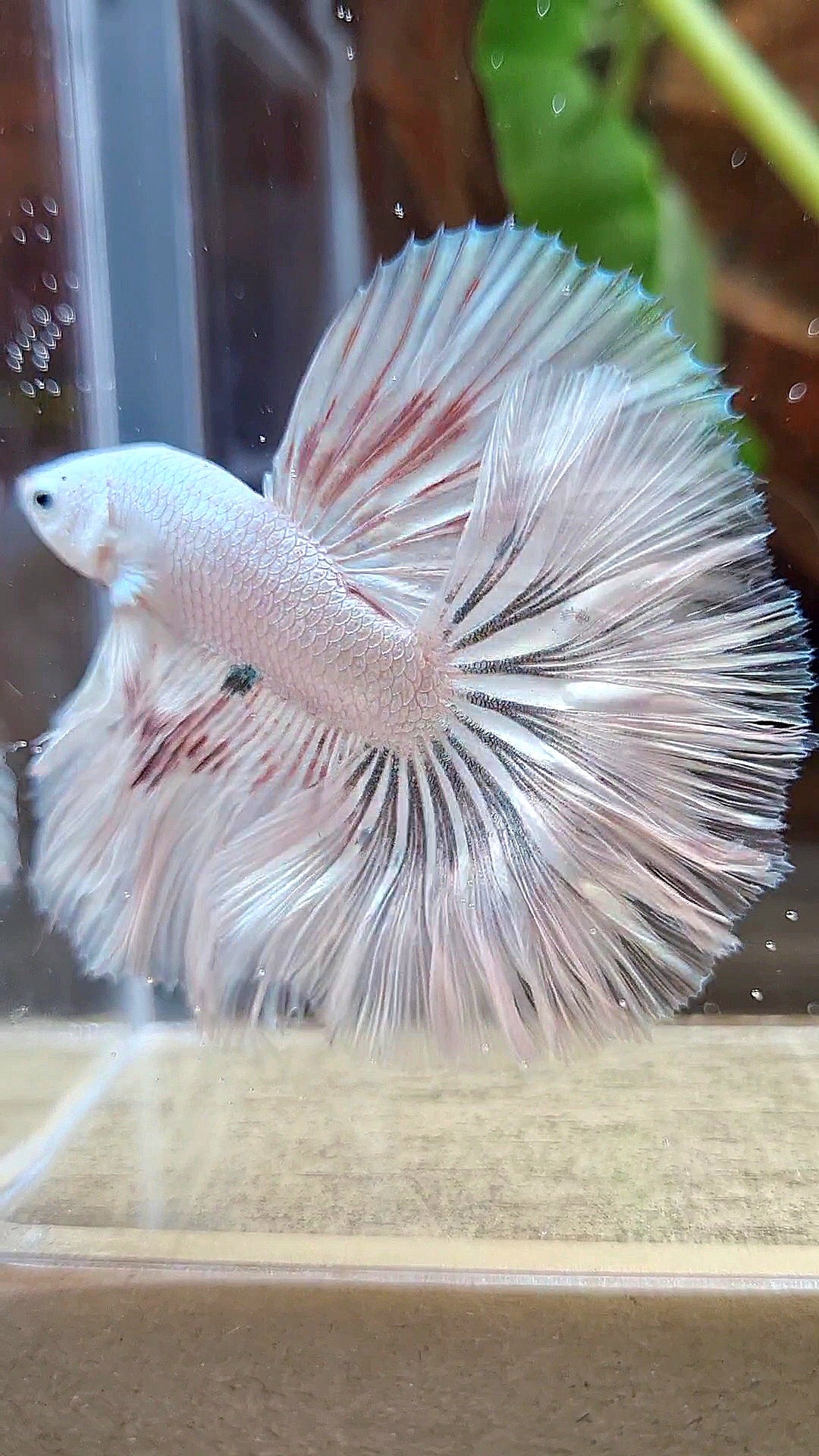 HALFMOON ROSETAIL WHITE FANCY DRAGON COPPER WASH BETTA FISH