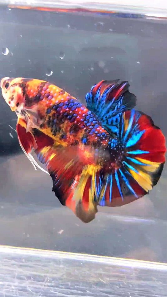 LUXURY GIANT HMPK BO 5CM FANCY SUPER MULTICOLOR BETTA FISH