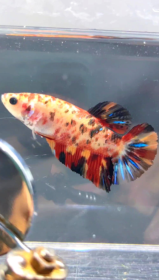 FEMALE GIANT PLAKAT BO 5CM KOI MULTICOLOR BETTA FISH
