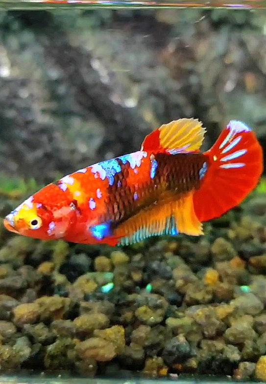 FEMALE PLAKAT RED GALAXY MULTICOLOR BETTA FISH