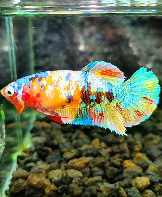 FEMALE PLAKAT YELLOW GALAXY MULTICOLOR BETTA FISH