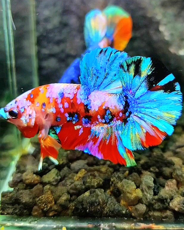 PLAKAT RAINBOW GALAXY MULTICOLOR BETTA FISH