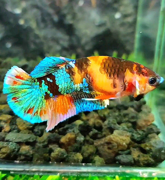 FEMALE PLAKAT GALAXY MULTICOLOR BETTA FISH
